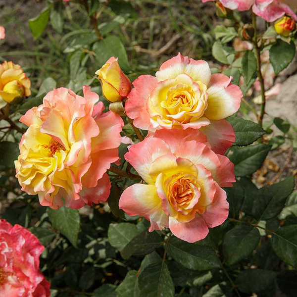 Роза чайно-гибридная Акварель Садовита