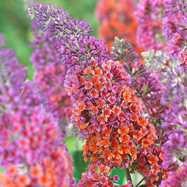 Буддлея Вейера Флауэр Пауэр P9 Садовита