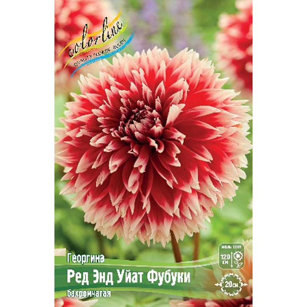 Георгина Ред Энд Уйат Фубуки I 1 шт