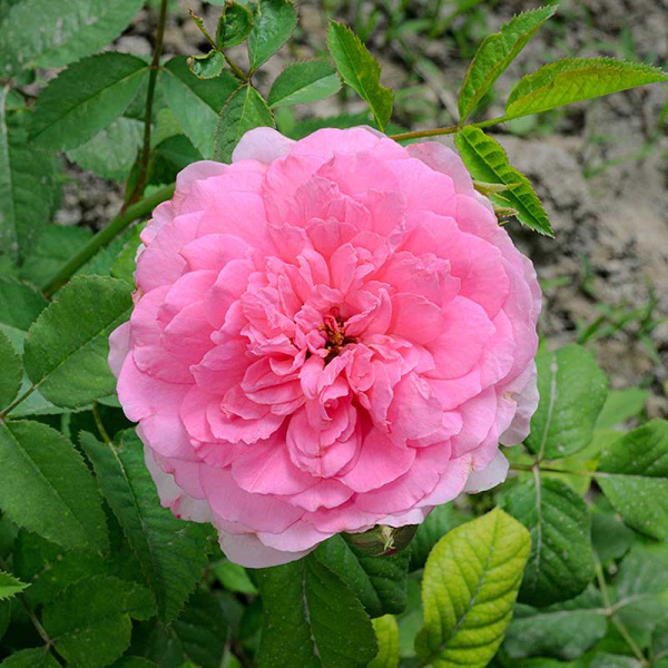 Роза Чайно-гибридная Жардино Дель Аморе Садовита