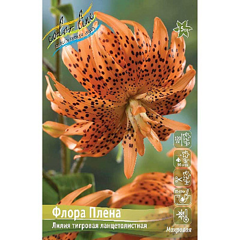 Биг-Пак Лилия Флора Плена 12/14 25 шт