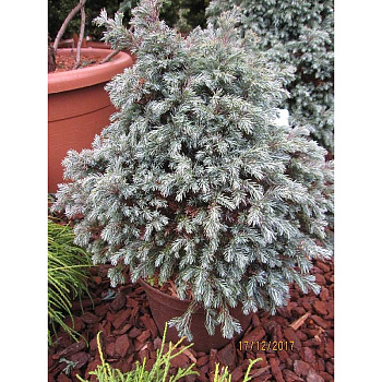 15869 Кипарисовик Горохоплодный Блю Планет C3 25-30cm ,шт