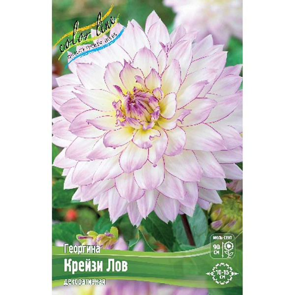 Георгина Крейзи Лов I 1 шт