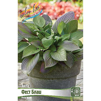 Хоста Фест Блаш 1 n 15 шт Биг-Пак 16361
