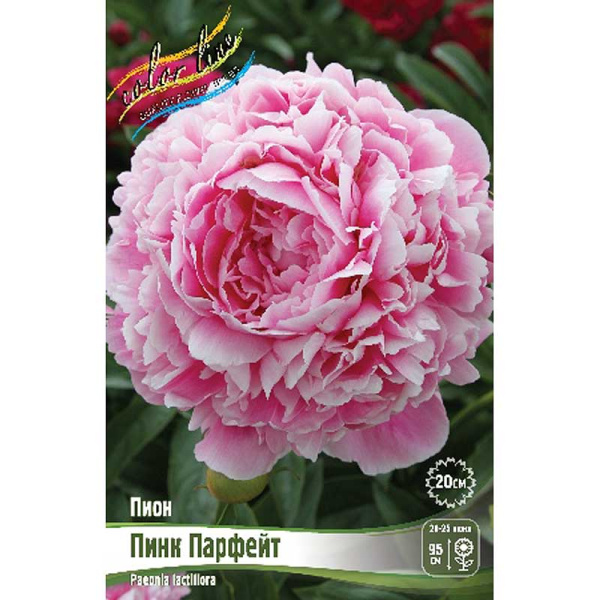 Пион Пинк Парфейт 2/3 n 15 шт Биг-пак 13457 
