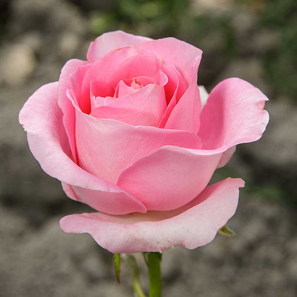 Роза чайно-гибридная Аква Садовита